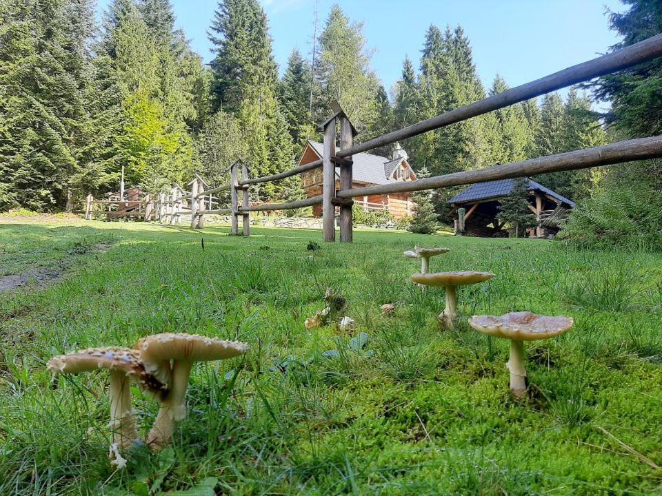 Lesna Bacowka Villa Nowy Targ Exteriör bild
