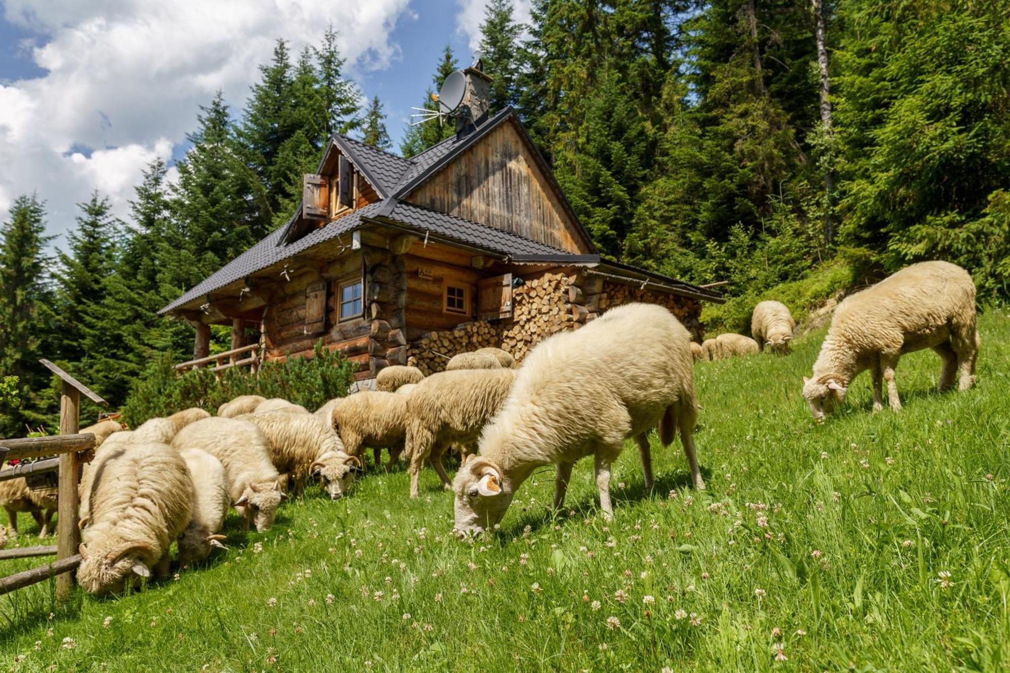 Lesna Bacowka Villa Nowy Targ Exteriör bild